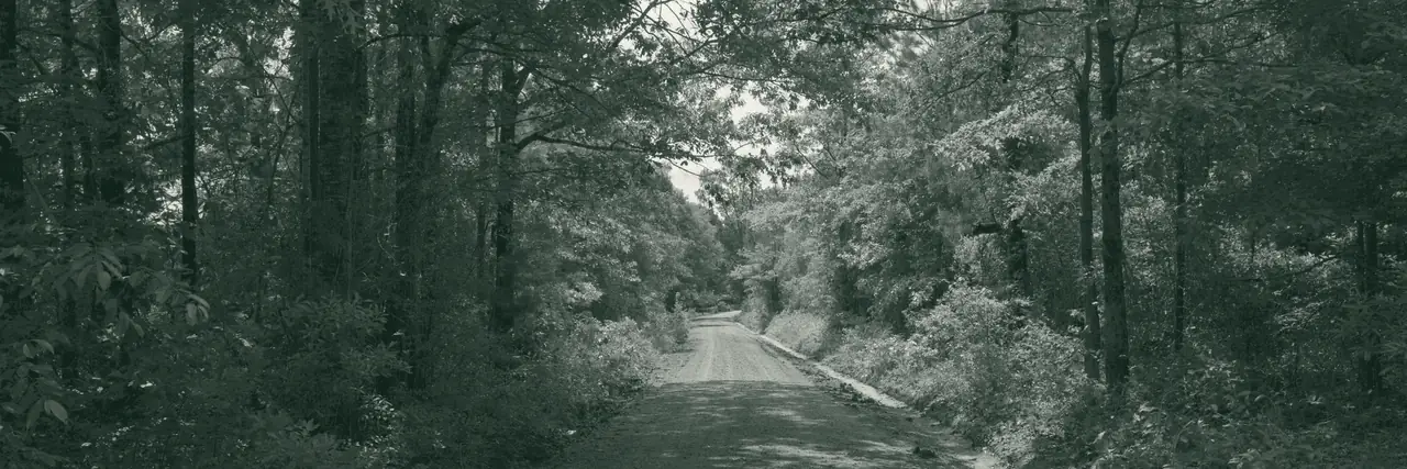 A red clay road under a canopy of pine and hardwood