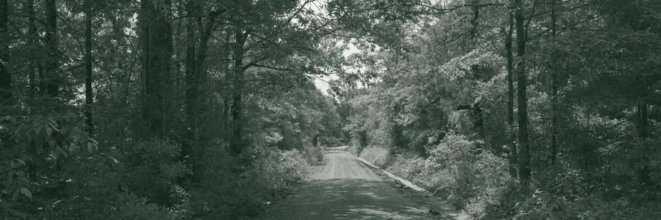 A red clay road under a canopy of pine and hardwood